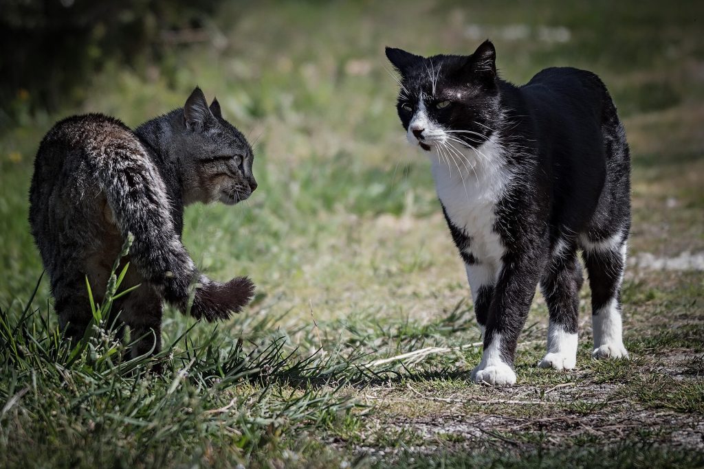 gatti che litigano o giocano