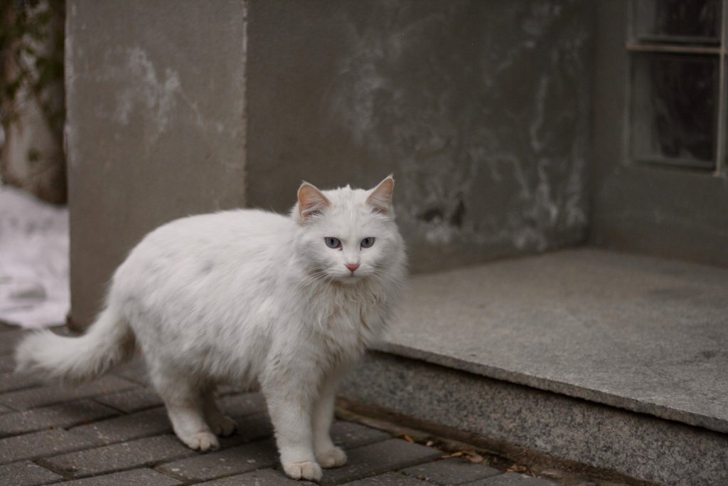 gatto
