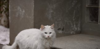 gatto