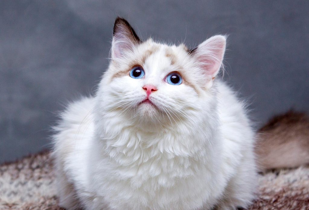 gatto