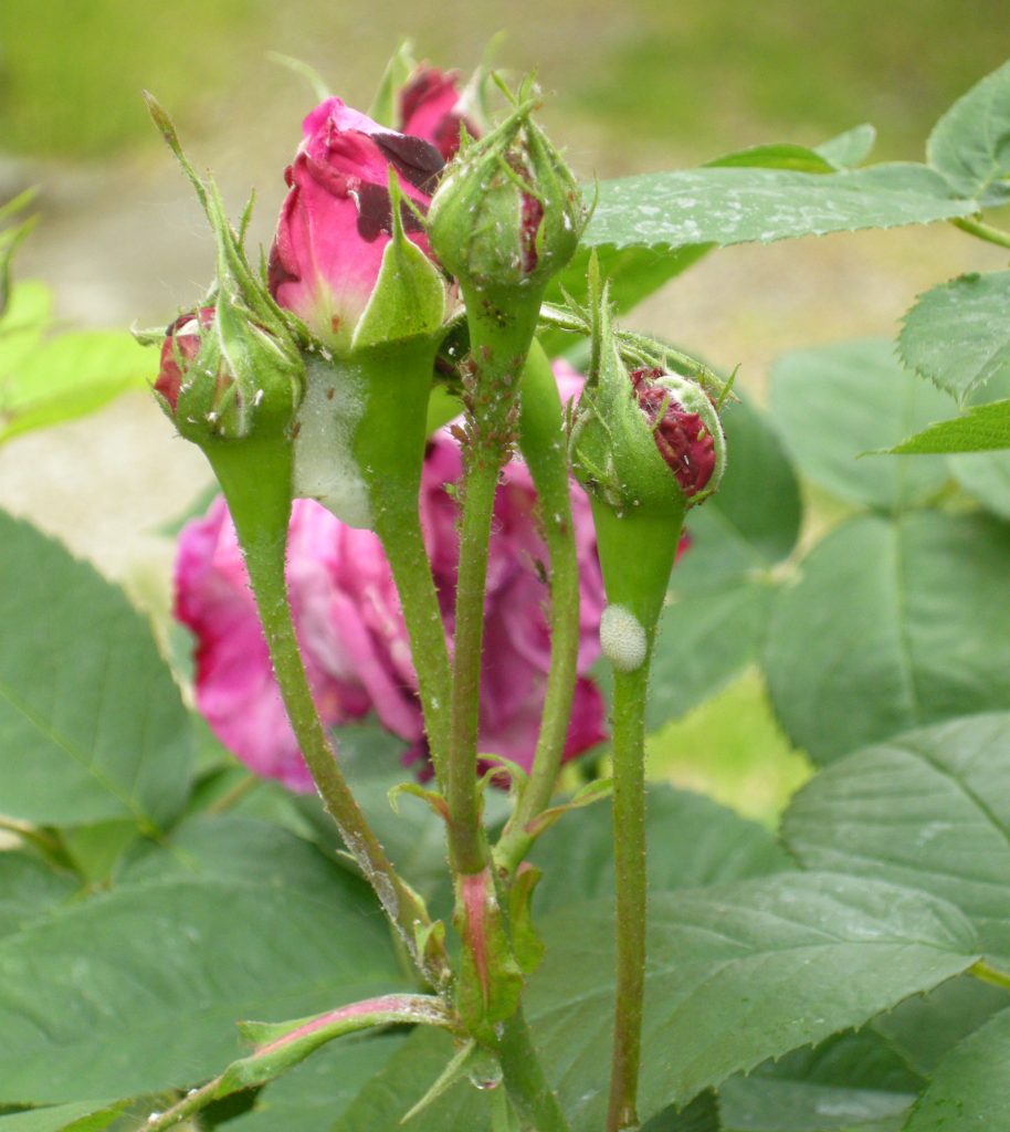 afidi su boccioli di rosa