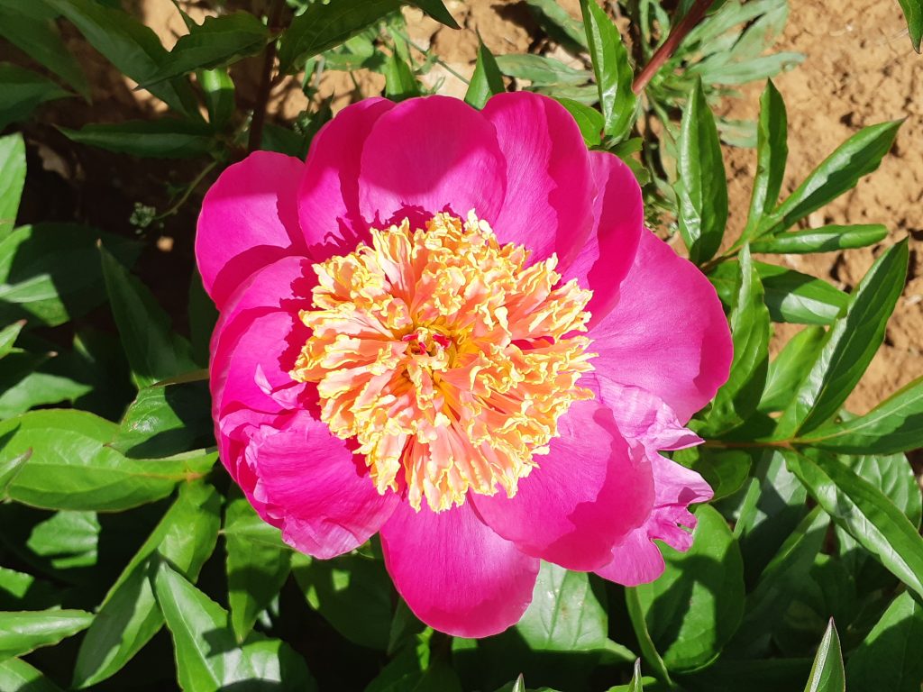 Paeonia cytherea