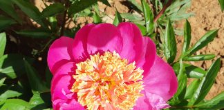 Paeonia cytherea