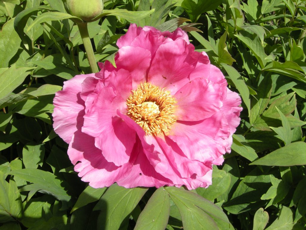 mostre mercato peonia