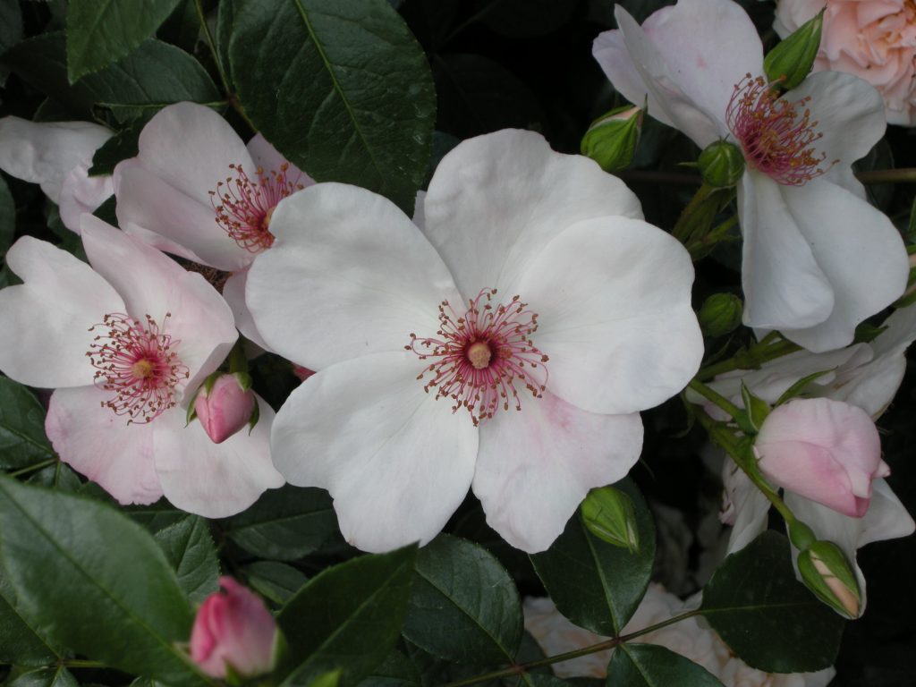 rosa astronomia
