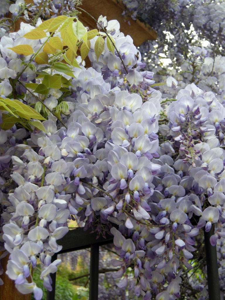 wisteria o glicine faq giardinaggio