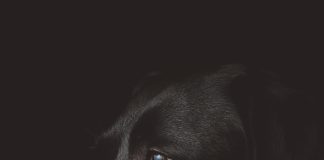 cane irrequieto di notte