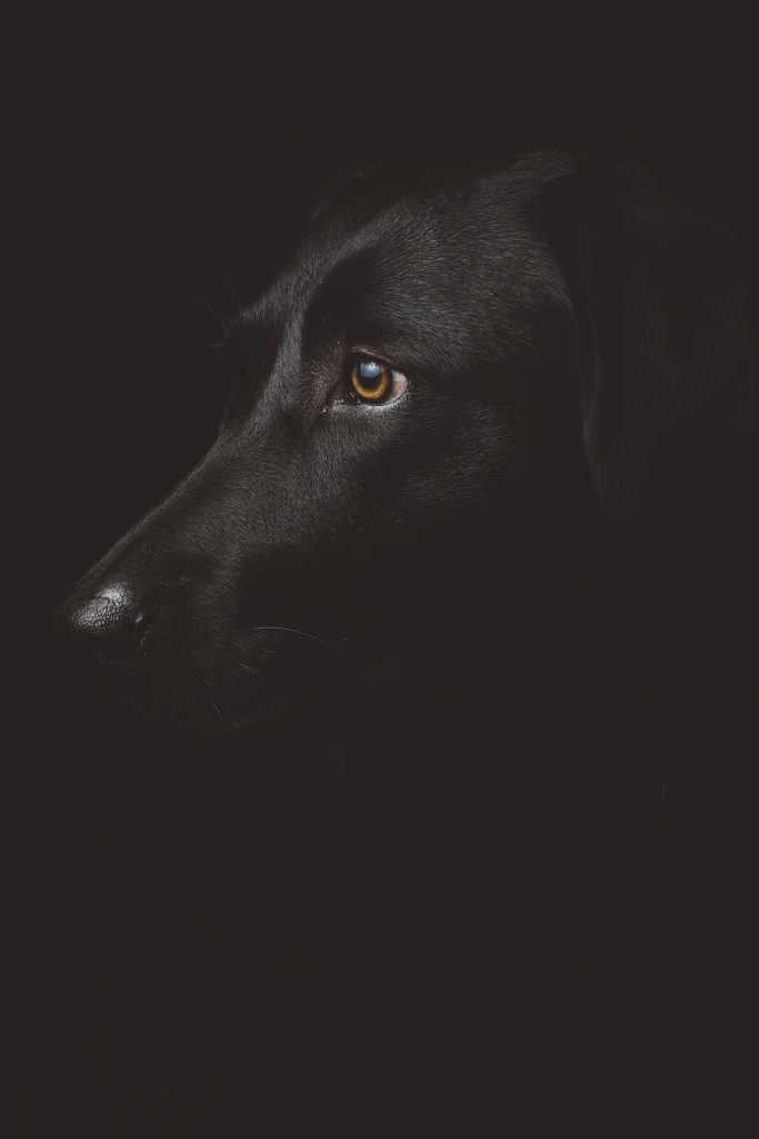 cane irrequieto di notte