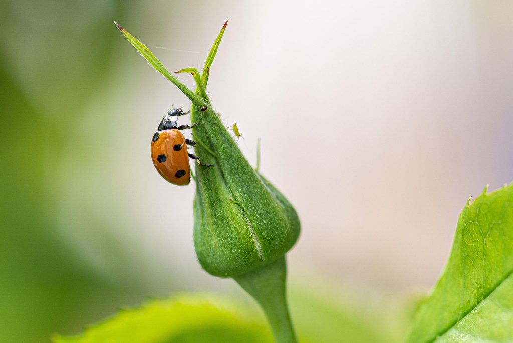 coccinella portafortuna