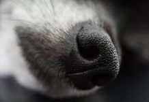cane sente emozioni umane