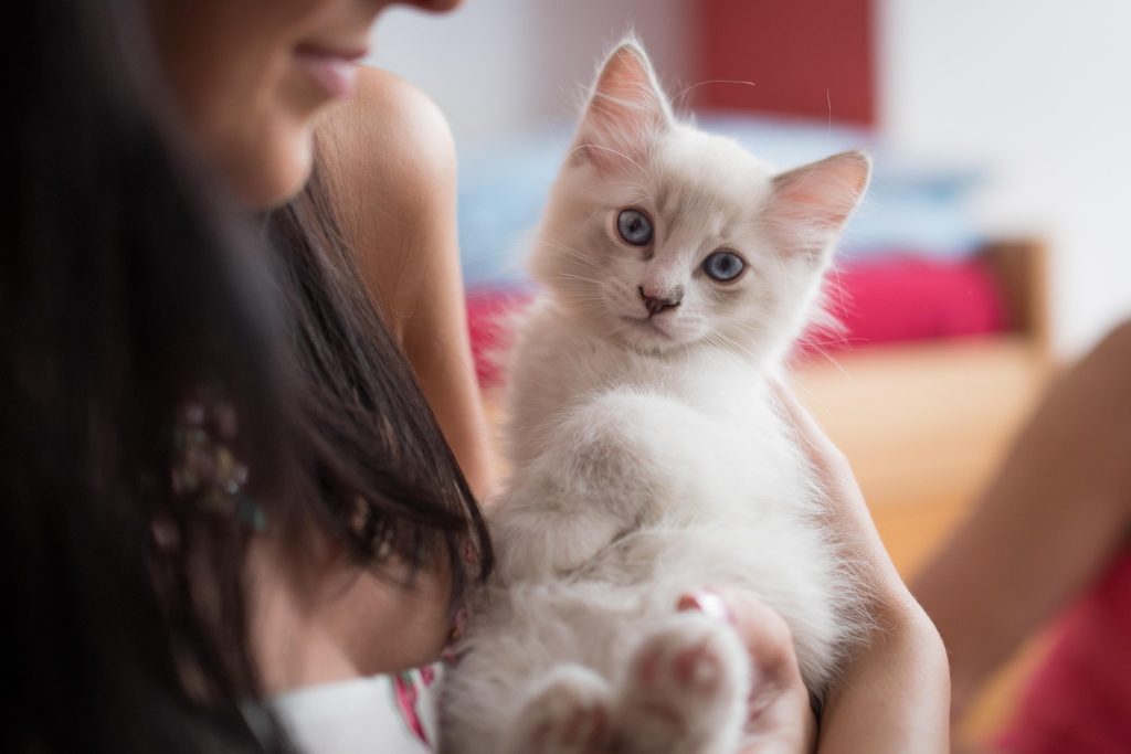 gatto