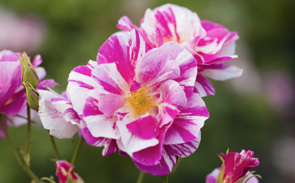 King's Rose Austin