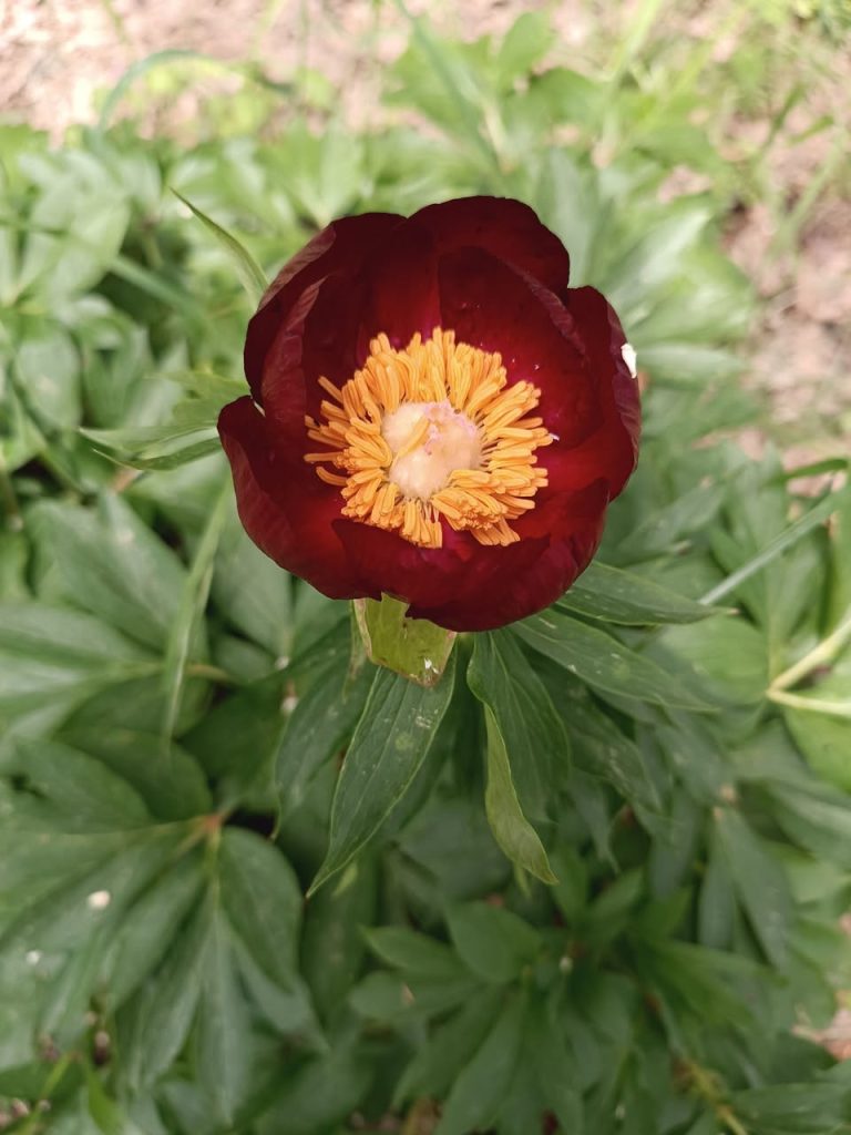 peonia pellegrina