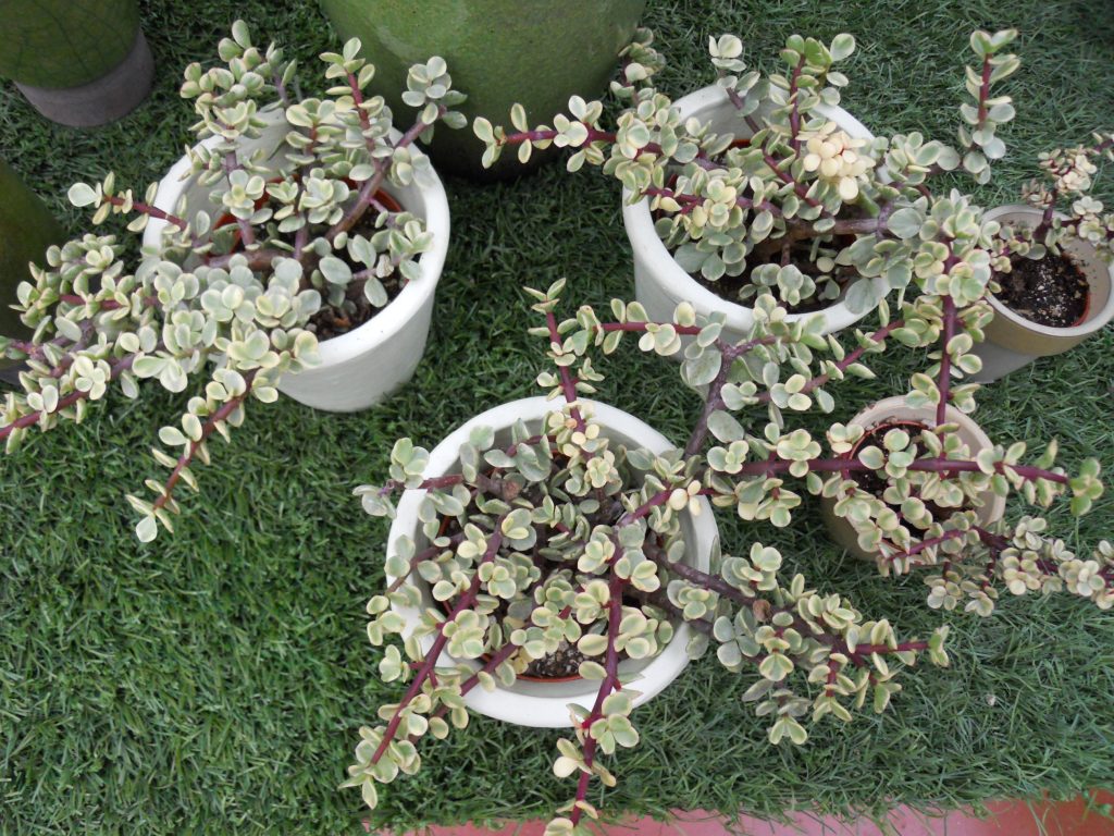 portulacaria afra