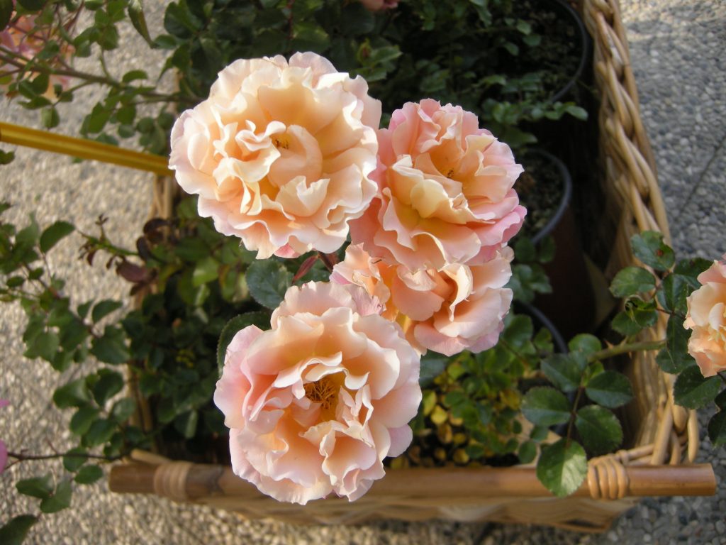 rosa cubana