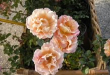 rosa cubana