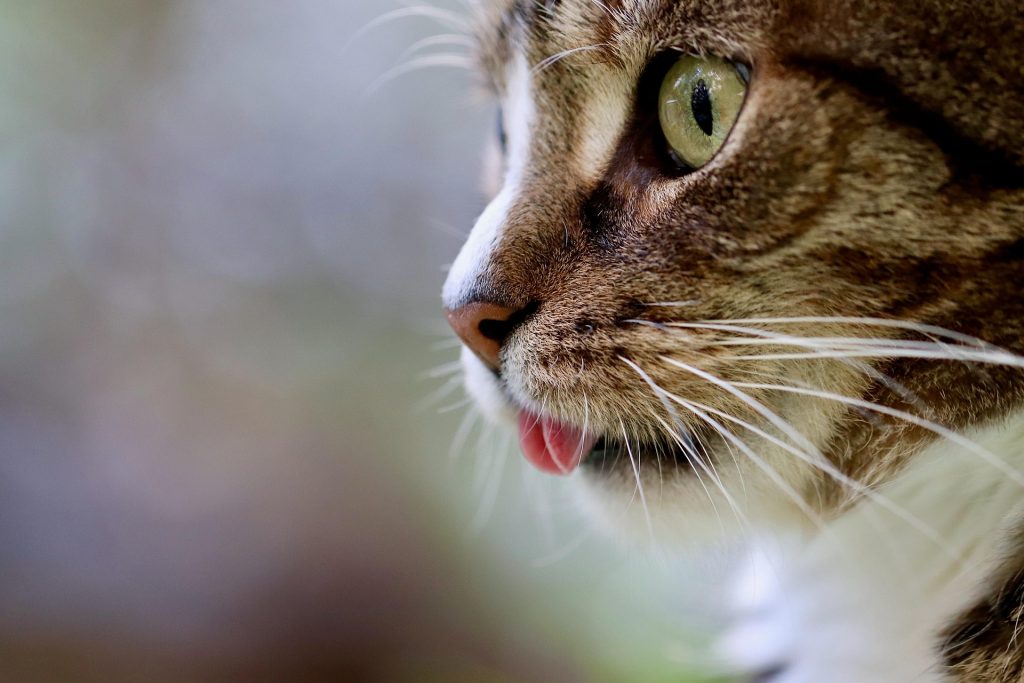 gatto