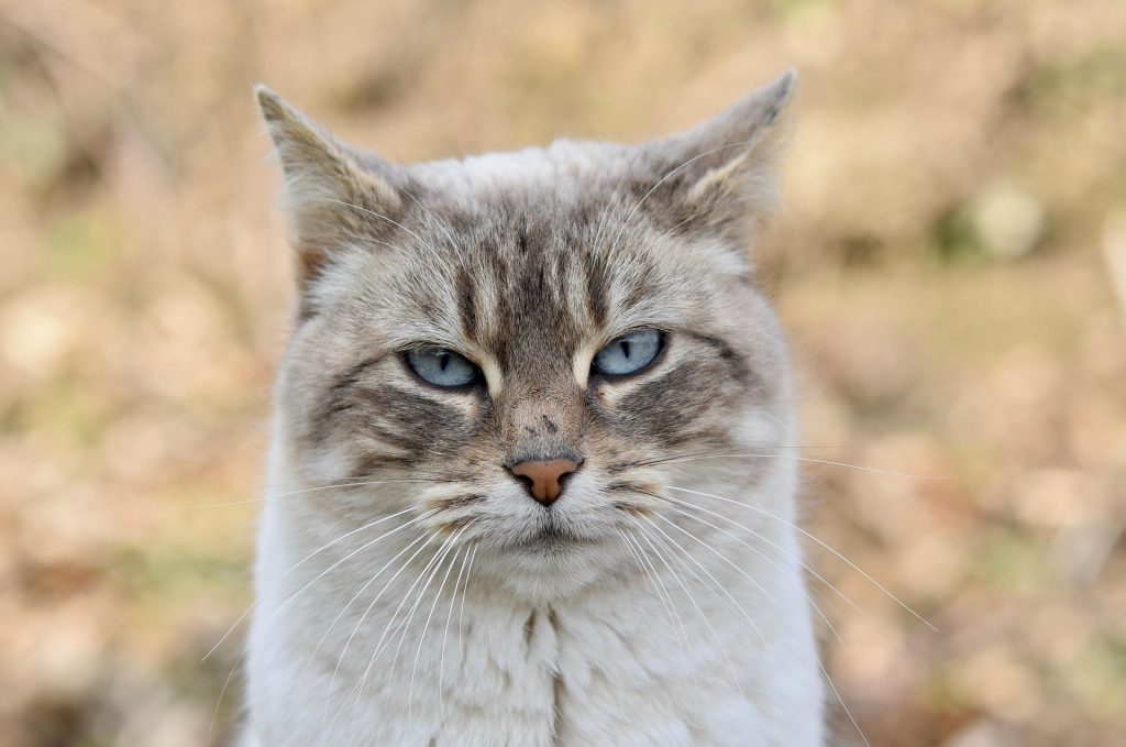 gatto