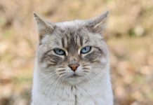 Gioco Divertente Gatti Giocattolo Per Gatti Matatabi - Frutta Secca Intensa Per Divertimento E Relax Bastoncini Erba Gatta Per Gatti