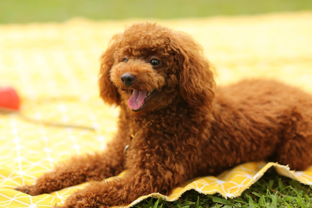 cane