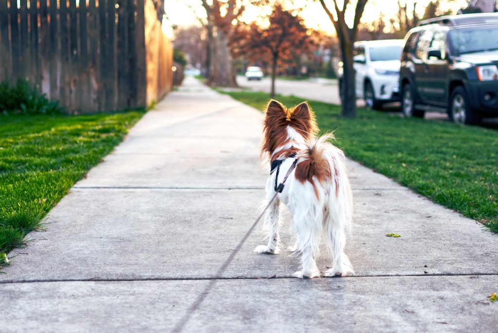 cane passeggiata