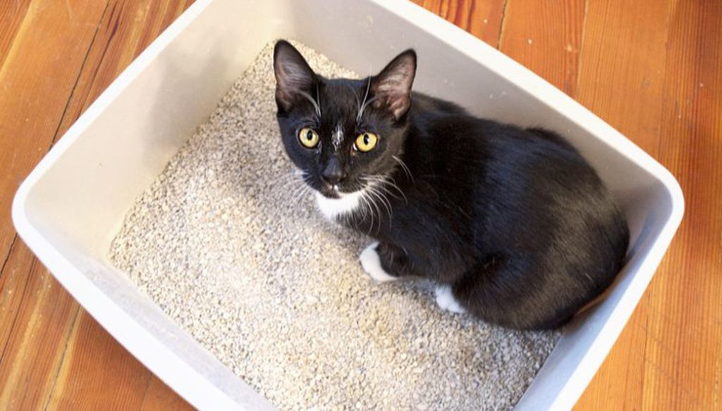 gatto lettiera