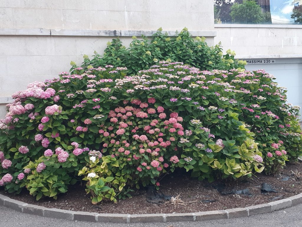 hydrangea macrophylla ortensia