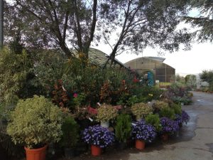 Garden Festival d’Autunno