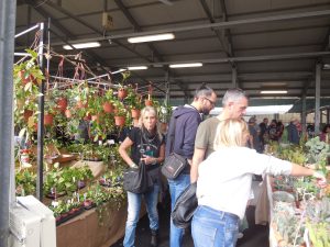 festa del cactus bologna