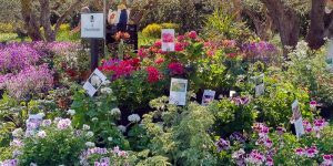 mostre mercato landriana