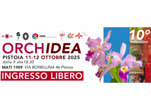 mostre mercato orchidea mati