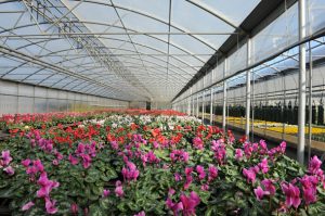 floricoltura pironi ciclamini