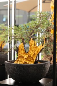 myplant & garden middle east