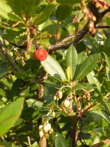 Arbutus unedo fiori frutti