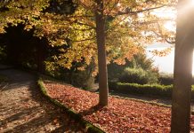 Aspettando il Natale a Villa Carlotta villa carlotta mostra mercato