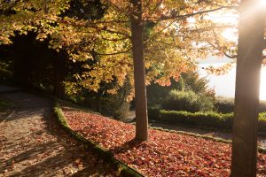 villa carlotta mostra mercato