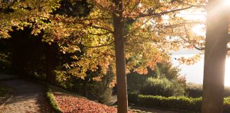 villa carlotta mostra mercato