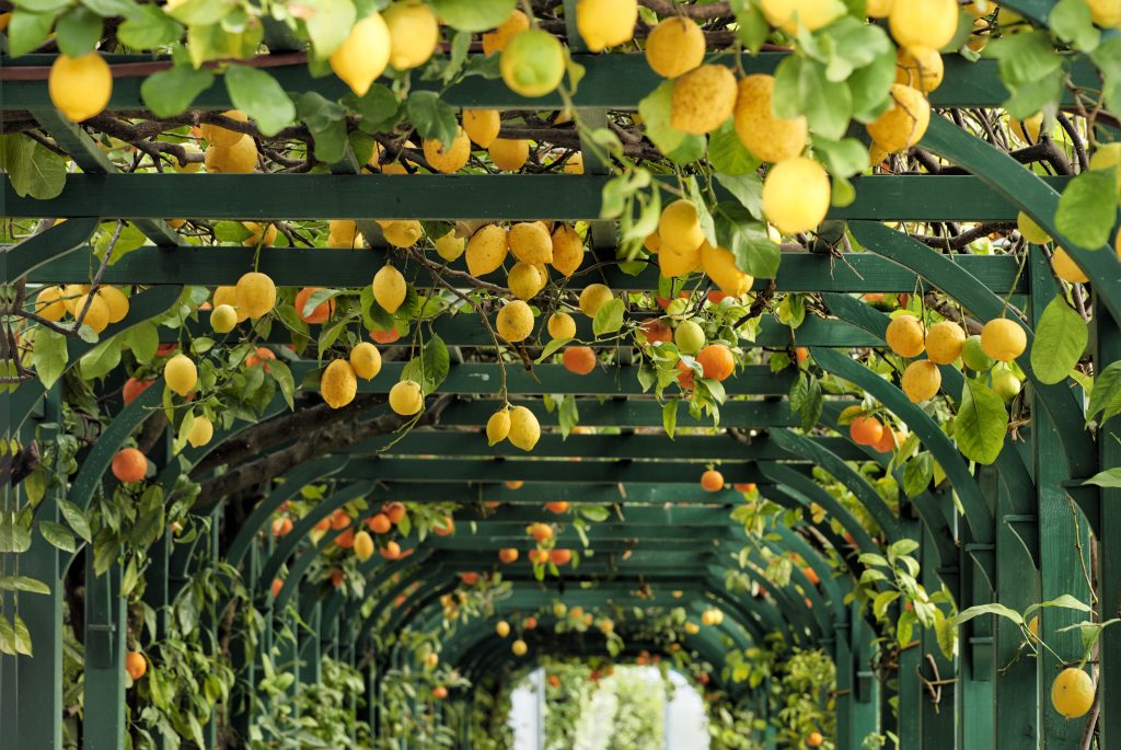 villa carlotta agrumi