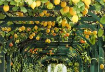 Mostre mercato di giardinaggio in dicembre 2025 villa carlotta agrumi