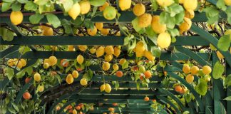 villa carlotta agrumi