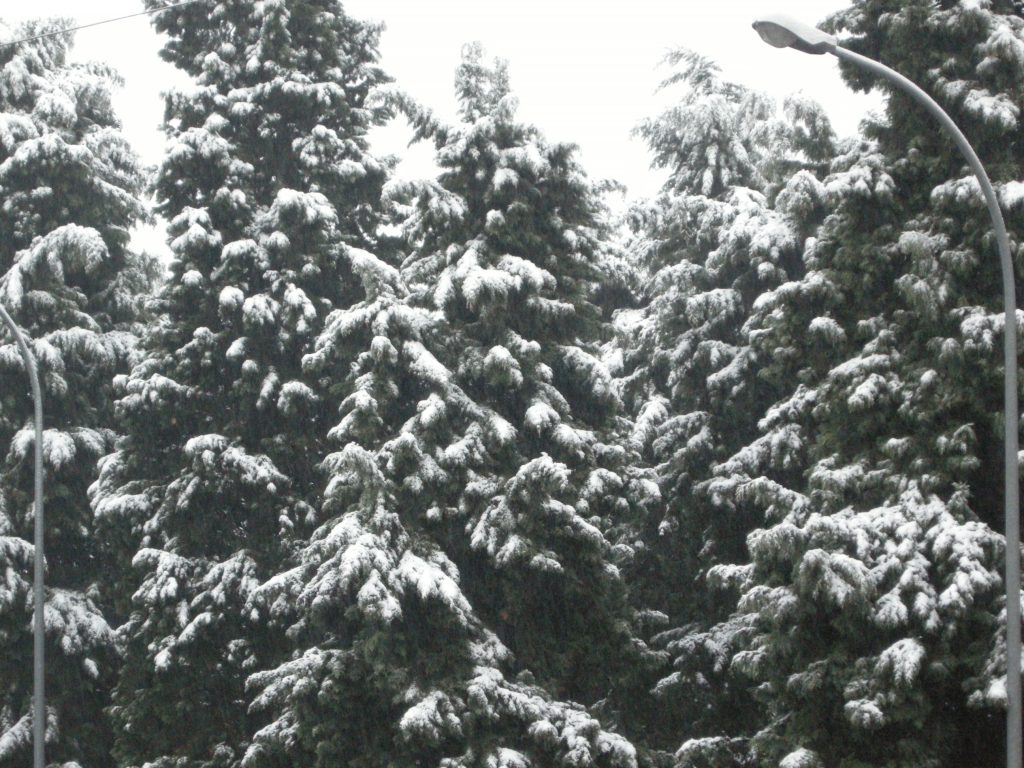 cedrus neve