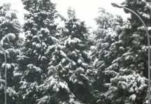 8 consigli per evitare danni da neve cedrus neve