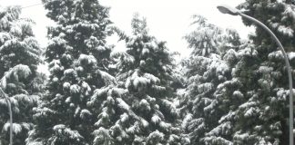 cedrus neve