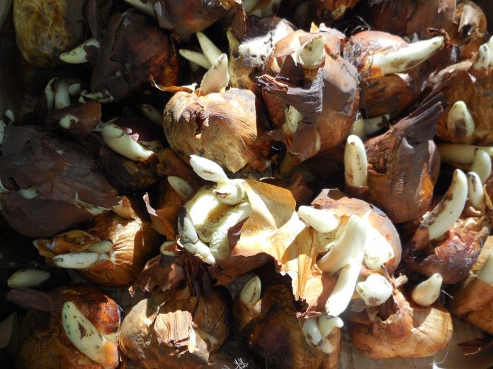 colchicum_bulbi colchicum_bulbi