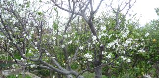 Mini-frutteto per piccoli giardini frutteto