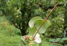 Bacche in giardino da settembre a marzo symphoricarpos fiori frutti