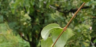 symphoricarpos fiori frutti