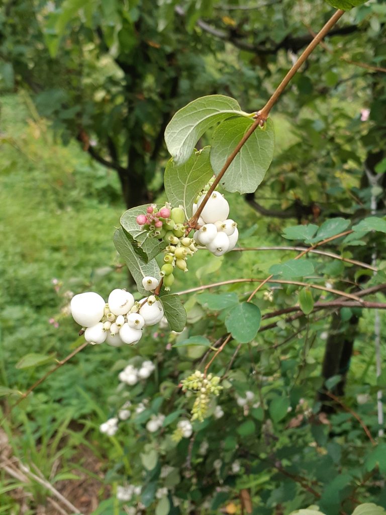 symphoricarpos fiori frutti