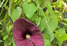 aristolochia