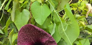 aristolochia